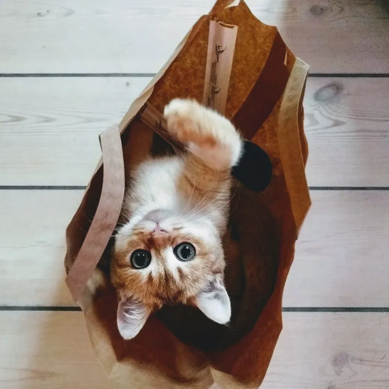 Gustav, a ginger and white cat, lying upside down in a paper bag and looking up at the camera