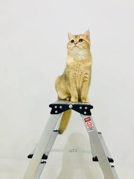 Gustav the cat, Product Consultant and Lead Tester for Cat Translator